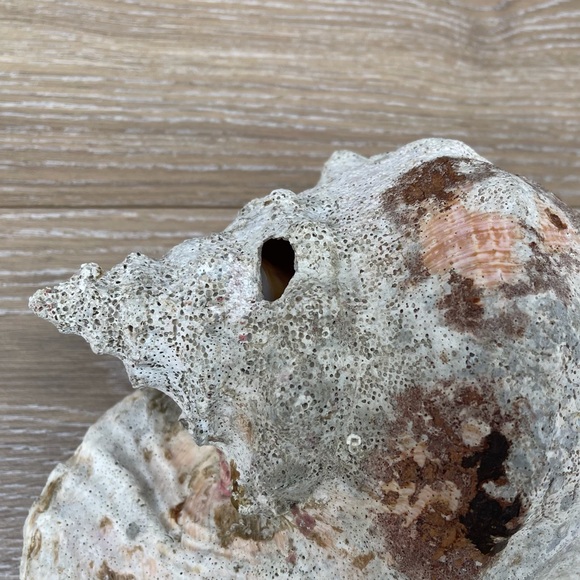 Large Conch Seashell - Picture 4 of 11